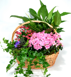 Large Garden Basket from Dallas Sympathy Florist in Dallas, TX