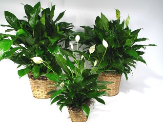 Spathiphyllum Plant from Dallas Sympathy Florist in Dallas, TX